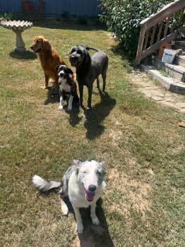 Suzy Q -  Catahoula Leopard Dog and Australian Shepherd Dog for Adoption in New Baltimore, Michigan - Suzy Q | PetCurious