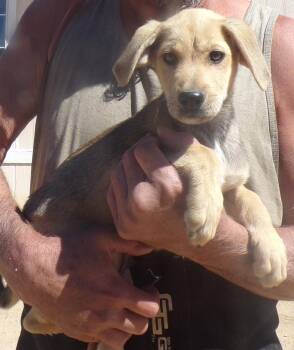 HUNTER -  Labrador Retriever Dog for Adoption in Corona, California - HUNTER | PetCurious