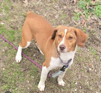 Baby Mama -  Beagle and Anatolian Shepherd Dog Available for Adoption in Corinth, Mississippi - Baby Mama | PetCurious