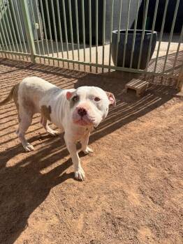 Smokey -  Pit Bull Terrier Dog for Adoption in Hobbs, New Mexico - Smokey | PetCurious