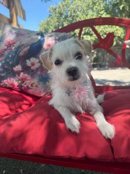 Clara Grace -  Maltese and Terrier Dog for Adoption in Temecula, California - Clara Grace | PetCurious
