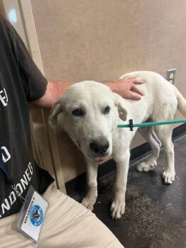Found stray: Drake -  Great Pyrenees and Labrador Retriever Dog for Adoption in Rockwall, Texas - Found Stray: Drake | PetCurious