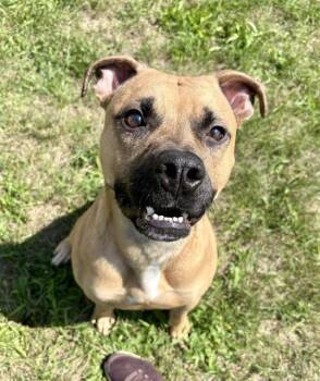 TREVOR -  American Staffordshire Terrier Dog for Adoption in Kalamazoo, Michigan - TREVOR | PetCurious