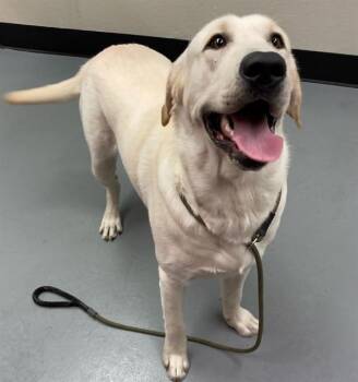 Rescue Yellow Labrador Retriever Dogs for Adoption in Phoenix, Oregon - Tex | PetCurious