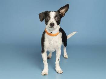 DUKE -  Chihuahua Dog for Adoption in Phoenix, Arizona - DUKE | PetCurious