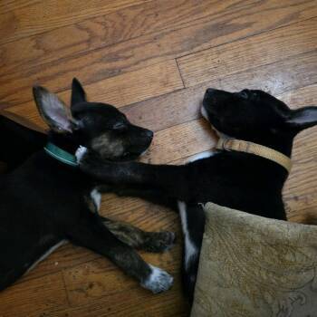 Buddy -  Collie and Mixed Breed Dog for Adoption in Kansas City, Missouri - Buddy | PetCurious