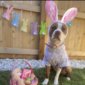 Nina - Home to Home -  Boston Terrier and Pit Bull Terrier Dog for Adoption in South Elgin, Illinois - Nina - Home To Home | PetCurious