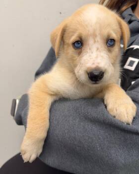 Frankie -  Husky Dog for Adoption in Yellowknife, Northwest Territories - Frankie | PetCurious