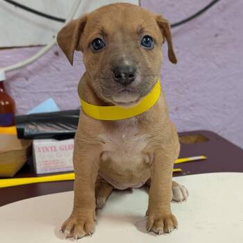 Hazel -  Mixed Breed Dog for Adoption in Jefferson City, Tennessee - Hazel | PetCurious