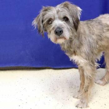 Terrier Dogs Available for Adoption - Palm Pilot | PetCurious