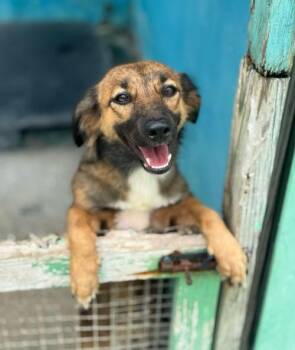 Terrier Dogs Available for Adoption - Bellissima | PetCurious