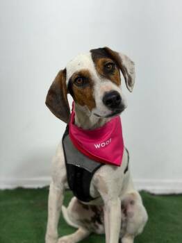 Beau-One of our Amazing Rescue Dogs -  Beagle and Dachshund Dog for Adoption in Carlsbad, California - Beau-One Of Our Amazing Rescue Dogs | PetCurious