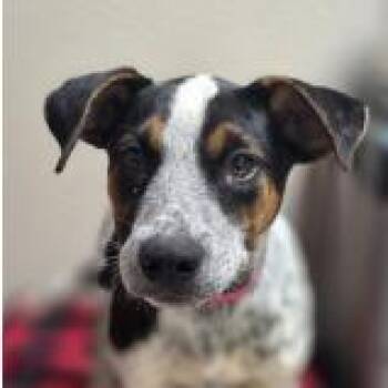 Jelly -  Australian Cattle Dog Blue Heeler Dog for Adoption in West Des Moines, Iowa - Jelly | PetCurious