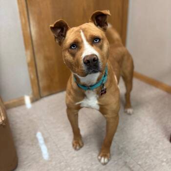 Pit Bull Terrier and Mixed Breed Dogs Available for Adoption - Jackson--In Foster | PetCurious