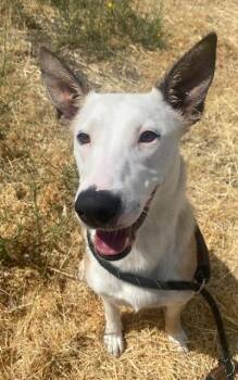 Rescue Pit Bull Terrier Dogs for Adoption in The Dalles, Oregon - Julie | PetCurious