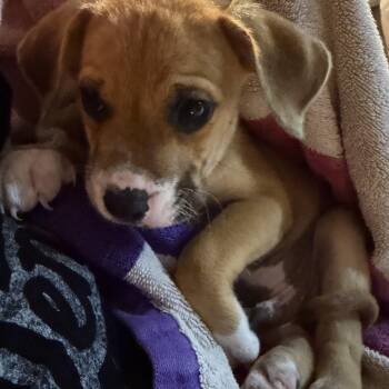 Whiskey -  Labrador Retriever and Pit Bull Terrier Dog for Adoption in Boca Raton, Florida - Whiskey | PetCurious
