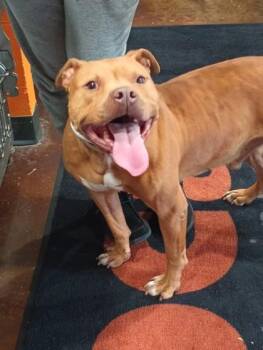 Sable -  Mixed Breed Dog for Adoption in Cincinnati, Ohio - Sable | PetCurious