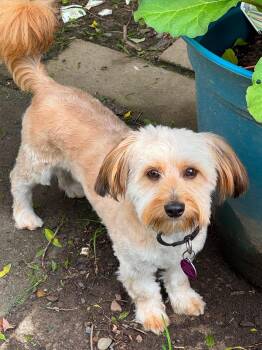 Teddy -  Havanese Dog for Adoption in Buffalo, New York - Teddy | PetCurious