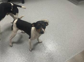 A383569 -  Parson Russell Terrier Dog for Adoption in Ocala, Florida - A383569 | PetCurious