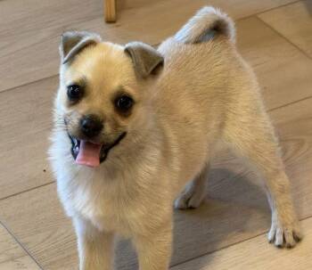 Chihuahua Dogs Available for Adoption - Bonnie | PetCurious