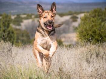 Mixed Breed Dogs Available for Adoption in Santa Fe, New Mexico - GRETA | PetCurious