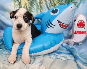 Bunny Tracks -  Cattle Dog and Mixed Breed Dog for Adoption in Elmira, New York - Bunny Tracks | PetCurious