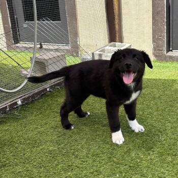 Nala 2389 -  Shepherd and Mixed Breed Dog for Adoption in Loxahatchee Groves, Florida - Nala 2389 | PetCurious