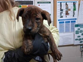 Pit Bull Terrier and Mixed Breed Dogs Available for Adoption in Colorado Springs, Colorado - HANS MOLEMAN | PetCurious