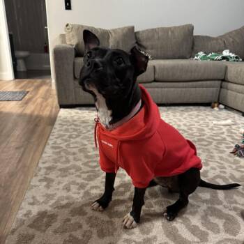 Mimi -  Mixed Breed Dog for Adoption in Springboro, Ohio - Mimi | PetCurious