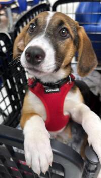 Theo -  Beagle Dog Available for Adoption in Harrison, New York - Theo | PetCurious
