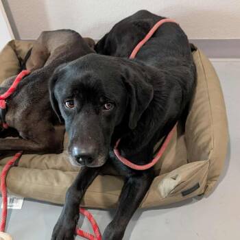 Rescue Black Labrador Retriever Dogs for Adoption in Chanute, Kansas - Mikey | PetCurious