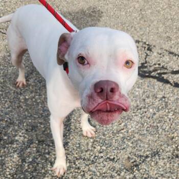 Anya -  Boxer Dog for Adoption in Fort Wayne, Indiana - Anya | PetCurious
