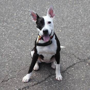 Karma -  Mixed Breed Dog for Adoption in Port Washington, New York - Karma | PetCurious