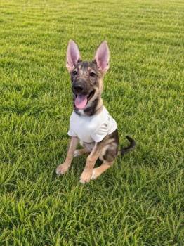 Belgian Shepherd Malinois and German Shepherd Dog Dogs Available for Adoption in Doral, Florida - SAPHIRA | PetCurious