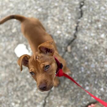 Scrappy -  American Staffordshire Terrier and Mixed Breed Dog for Adoption in Rossville, Georgia - Scrappy | PetCurious