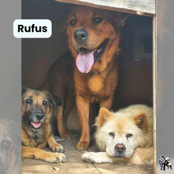 Rufus -  Chow Chow Dog for Adoption in Houston, Texas - Rufus | PetCurious