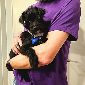 Rescue Chihuahua and Terrier Dogs for Adoption in Bothell, Washington - Elvis | PetCurious