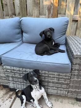 Maverick -  American Staffordshire Terrier Dog for Adoption in Berlin, New Jersey - Maverick | PetCurious