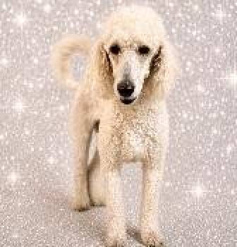 TALA -  Standard Poodle Dog for Adoption in West Melbourne, Florida - TALA | PetCurious