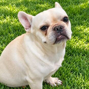 Tilly -  French Bulldog Dog for Adoption in Baytown, Texas - Tilly | PetCurious