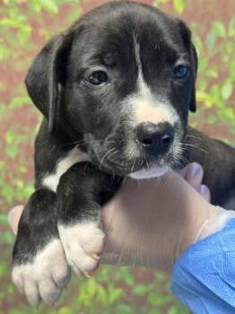 American Staffordshire Terrier and Mixed Breed Dogs Available for Adoption in San Antonio, Texas - Asparagus | PetCurious