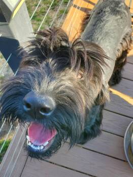 Giant Schnauzer Dogs Available for Adoption in Holbrook, New York - YANEY | PetCurious