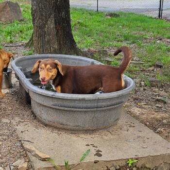 Biscotti -  Australian Shepherd and Mixed Breed Dog for Adoption in Sherwood, Arkansas - Biscotti | PetCurious