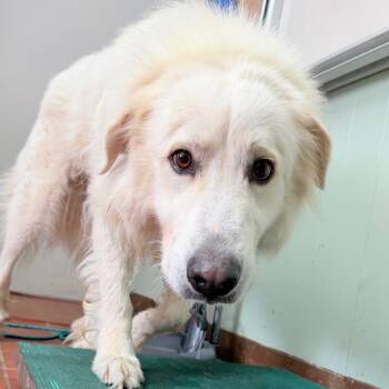 Angel -  Great Pyrenees and Mixed Breed Dog for Adoption in West Point, Mississippi - Angel | PetCurious