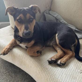 Dolly -  Mixed Breed Dog Available for Adoption in Madison, Wisconsin - Dolly | PetCurious