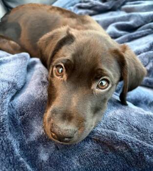 Mixed Breed Dogs Available for Adoption in Lindenhurst, New York - Earl E BIrd | PetCurious