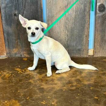 TULIP 425 -  Chihuahua Dog for Adoption in New Berlin, Wisconsin - TULIP 425 | PetCurious
