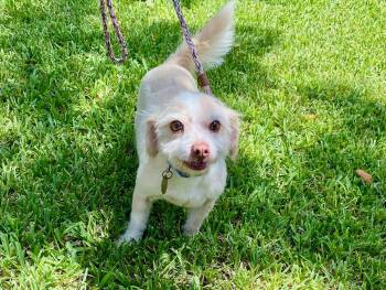 Casper -  Miniature Poodle and Norfolk Terrier Dog for Adoption in Houston, Texas - Casper | PetCurious