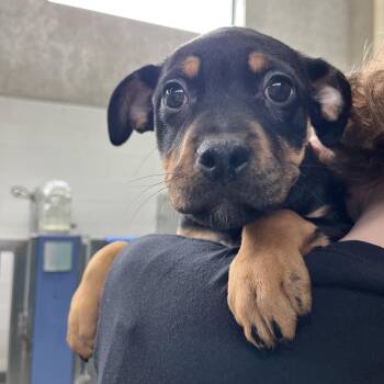 Mixed Breed Dogs Available for Adoption - Stevia | PetCurious