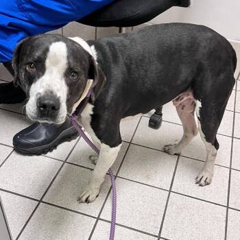 Mixed Breed Dogs Available for Adoption - Teriyaki | PetCurious